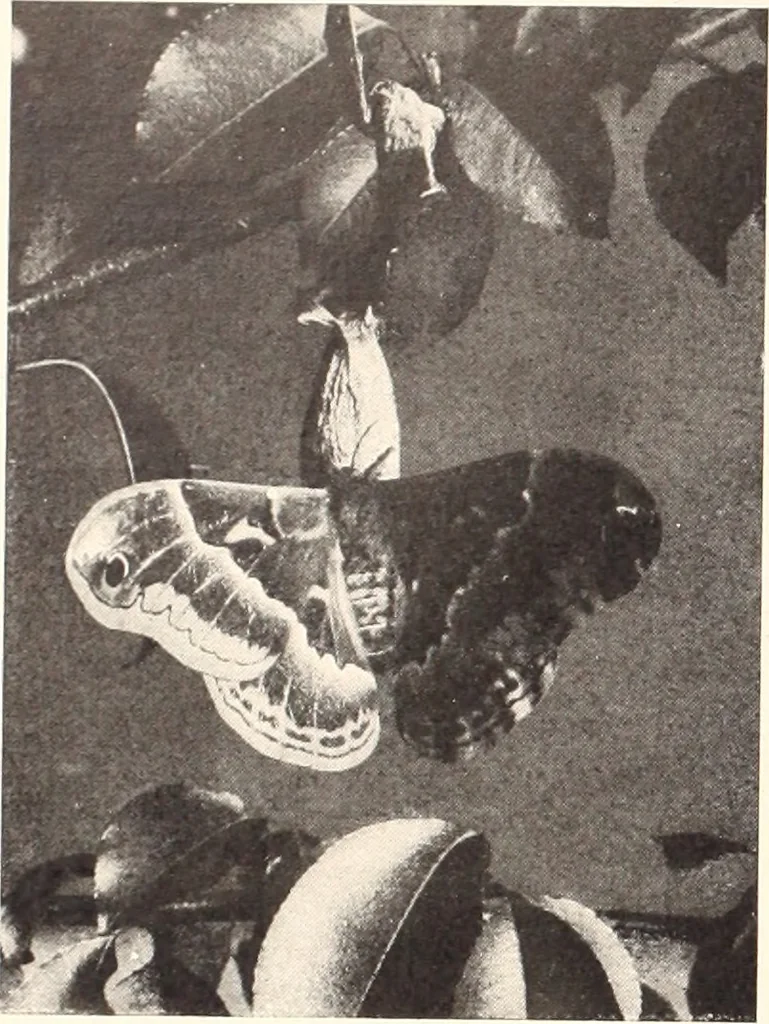 An illustration from American homes and gardens, 1905, leaf 261