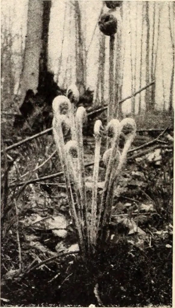 An illustration from American homes and gardens, 1905, leaf 261