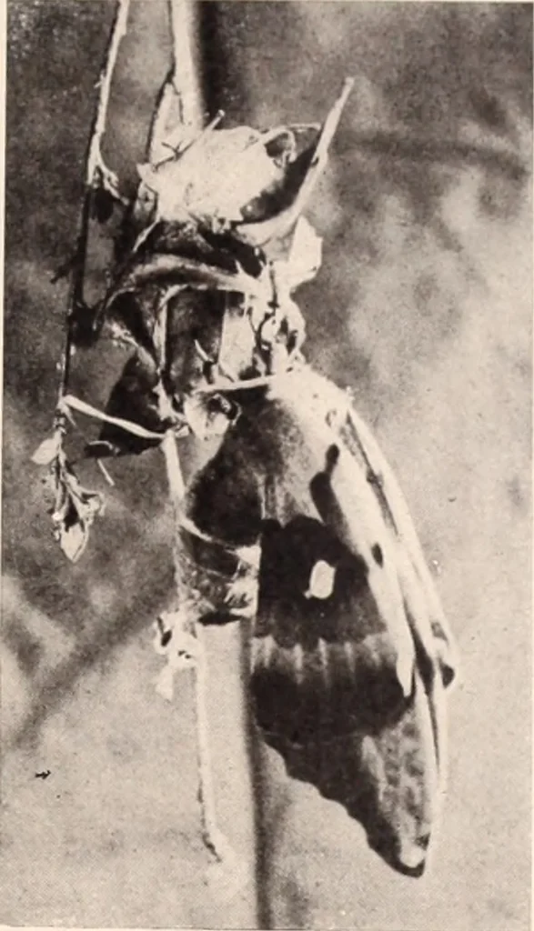 An illustration from American homes and gardens, 1905, leaf 262