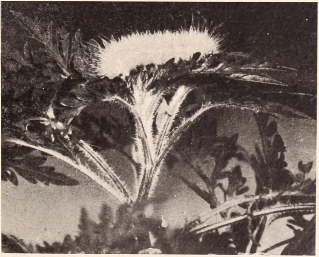 An illustration from American homes and gardens, 1905, leaf 262