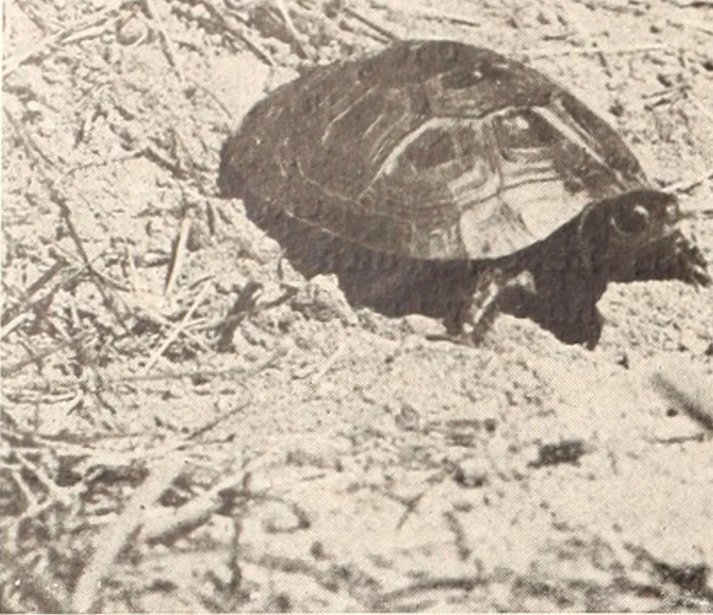 An illustration from American homes and gardens, 1905, leaf 263