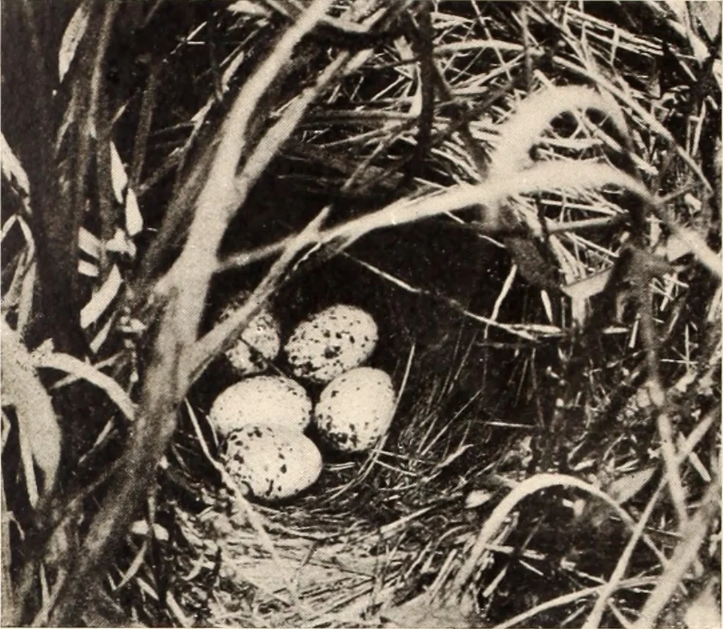An illustration from American homes and gardens, 1905, leaf 263
