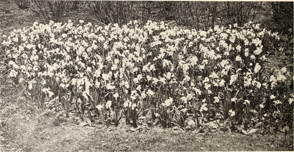 An illustration from American homes and gardens, 1905, leaf 267
