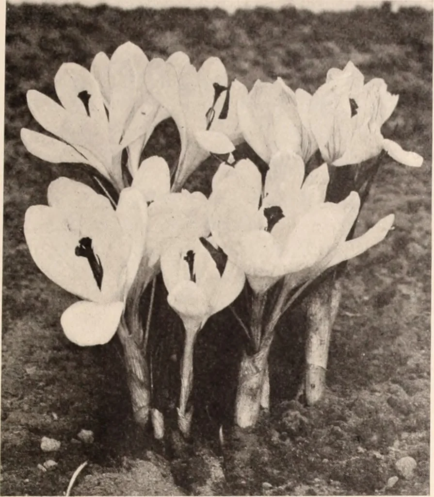 An illustration from American homes and gardens, 1905, leaf 268