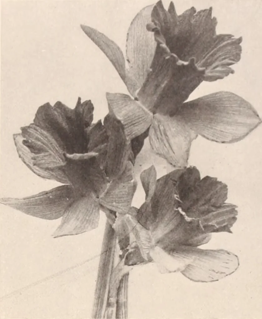 An illustration from American homes and gardens, 1905, leaf 268