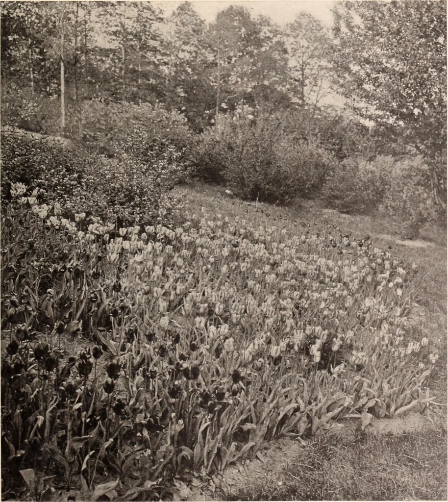 An illustration from American homes and gardens, 1905, leaf 268