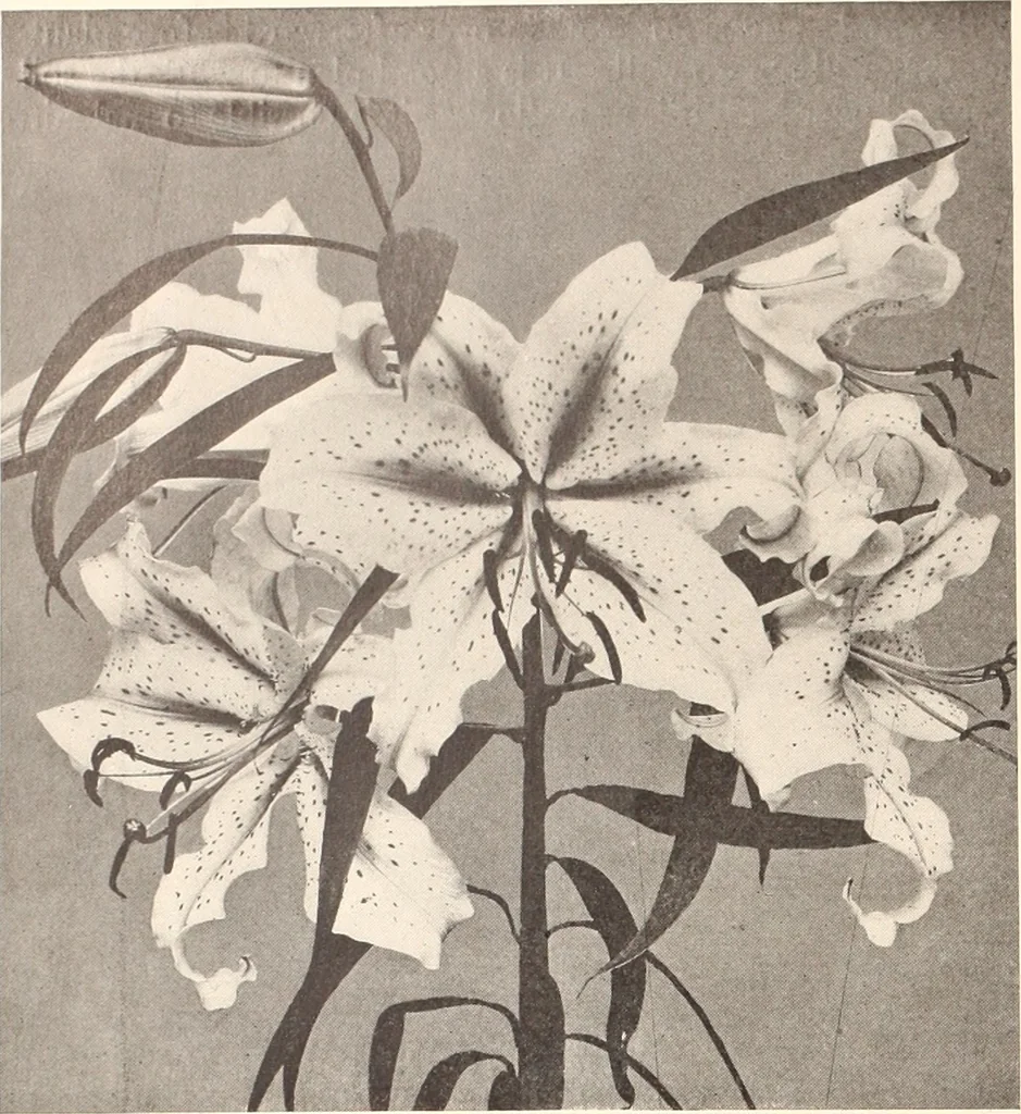 An illustration from American homes and gardens, 1905, leaf 269