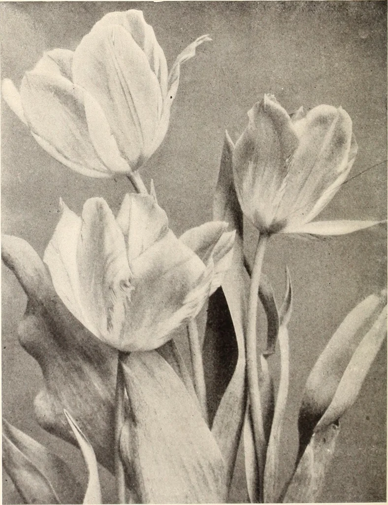An illustration from American homes and gardens, 1905, leaf 269