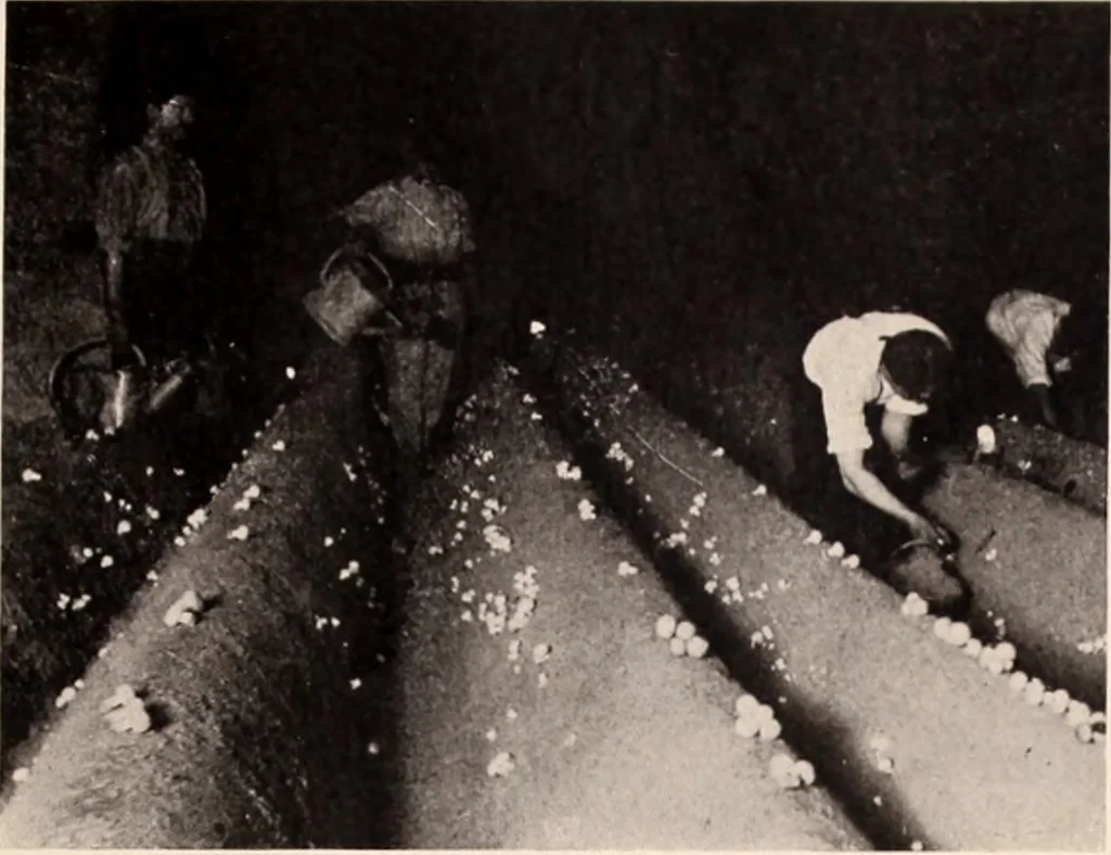 An illustration from American homes and gardens, 1905, leaf 274