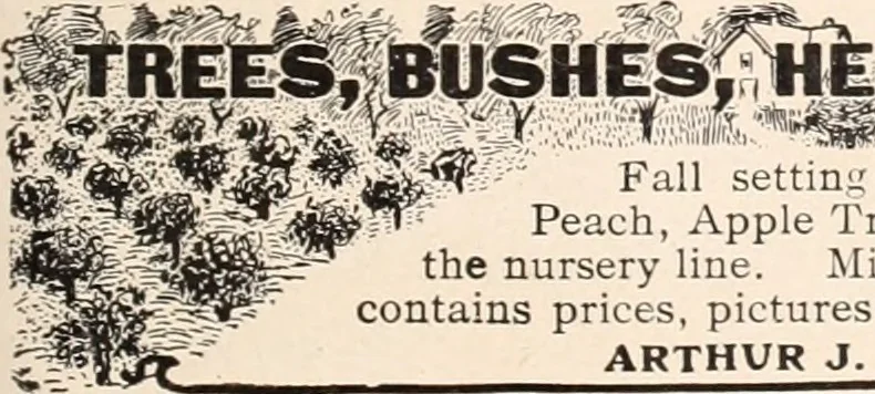 An illustration from American homes and gardens, 1905, leaf 278