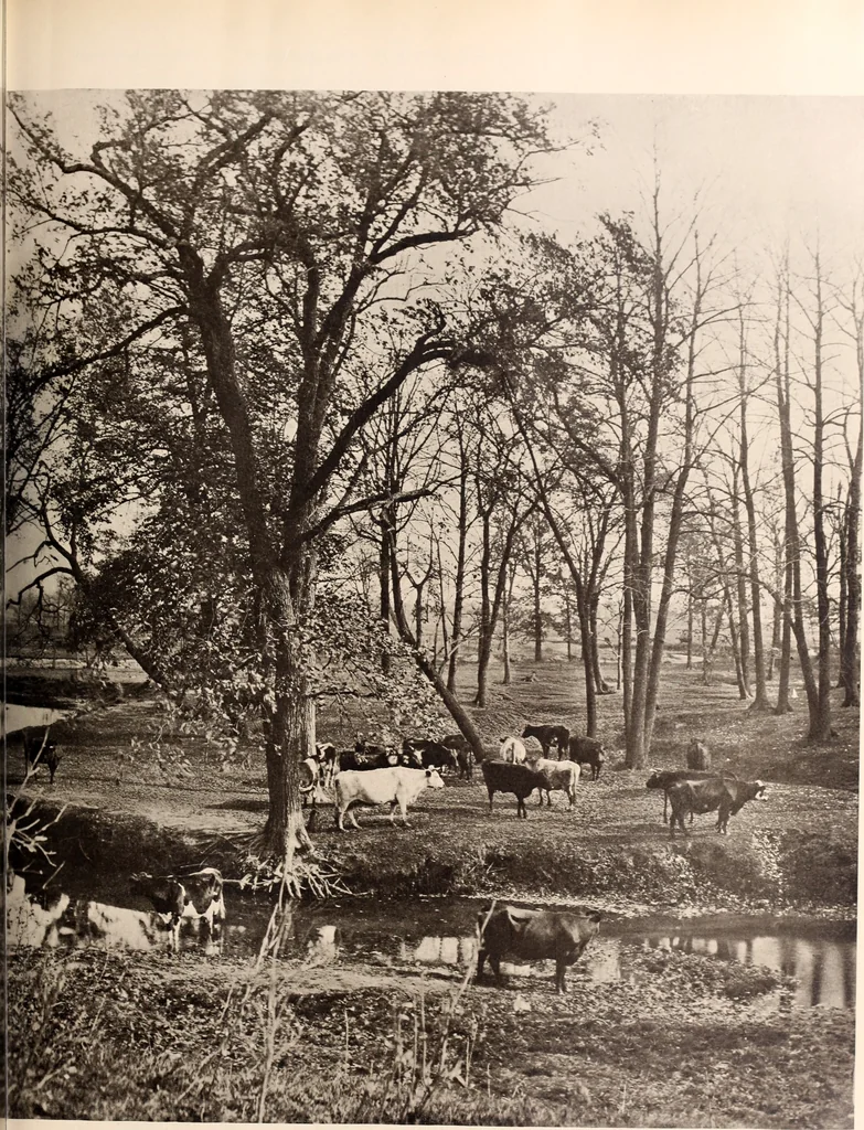 An illustration from American homes and gardens, 1905, leaf 322
