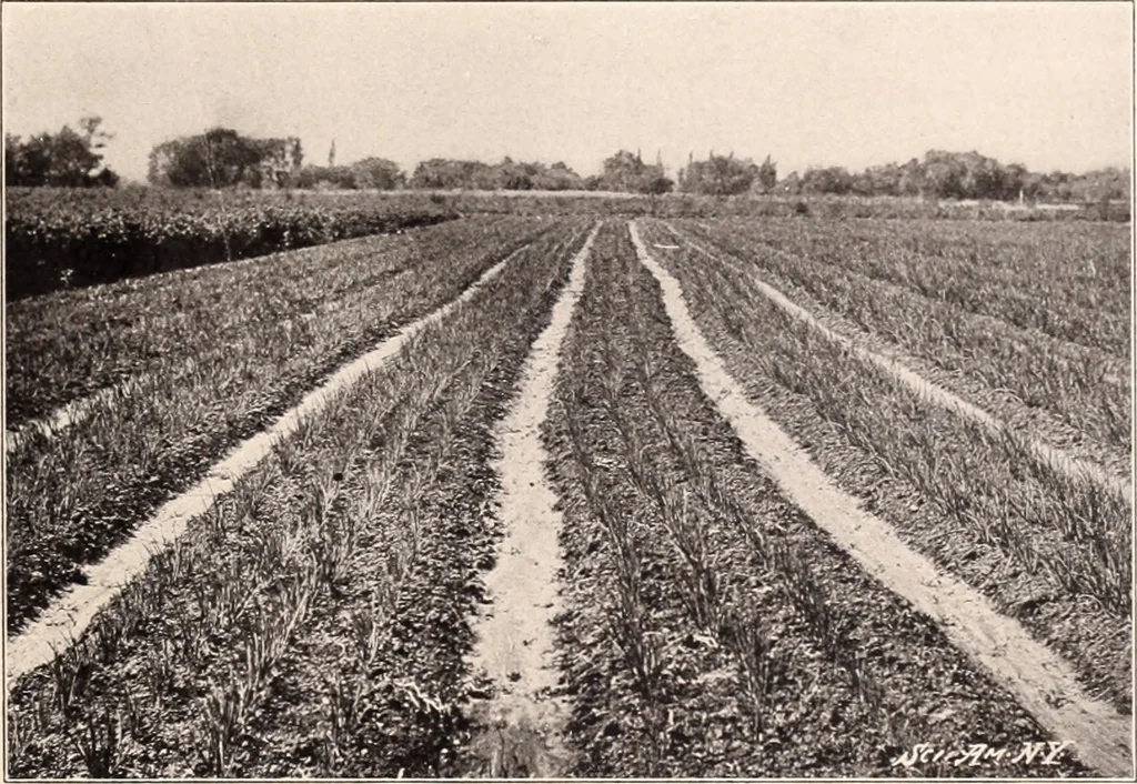 An illustration from American homes and gardens, 1905, leaf 342