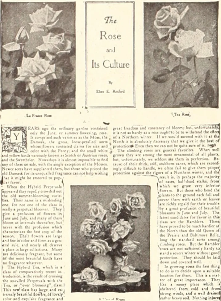 An illustration from American homes and gardens, 1905, leaf 371