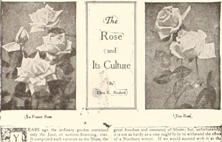 An illustration from American homes and gardens, 1905, leaf 379