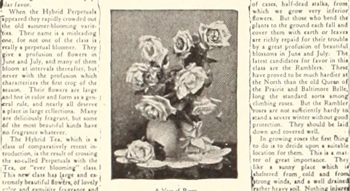 An illustration from American homes and gardens, 1905, leaf 379
