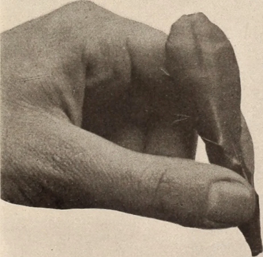 An illustration from American homes and gardens, 1905, leaf 414