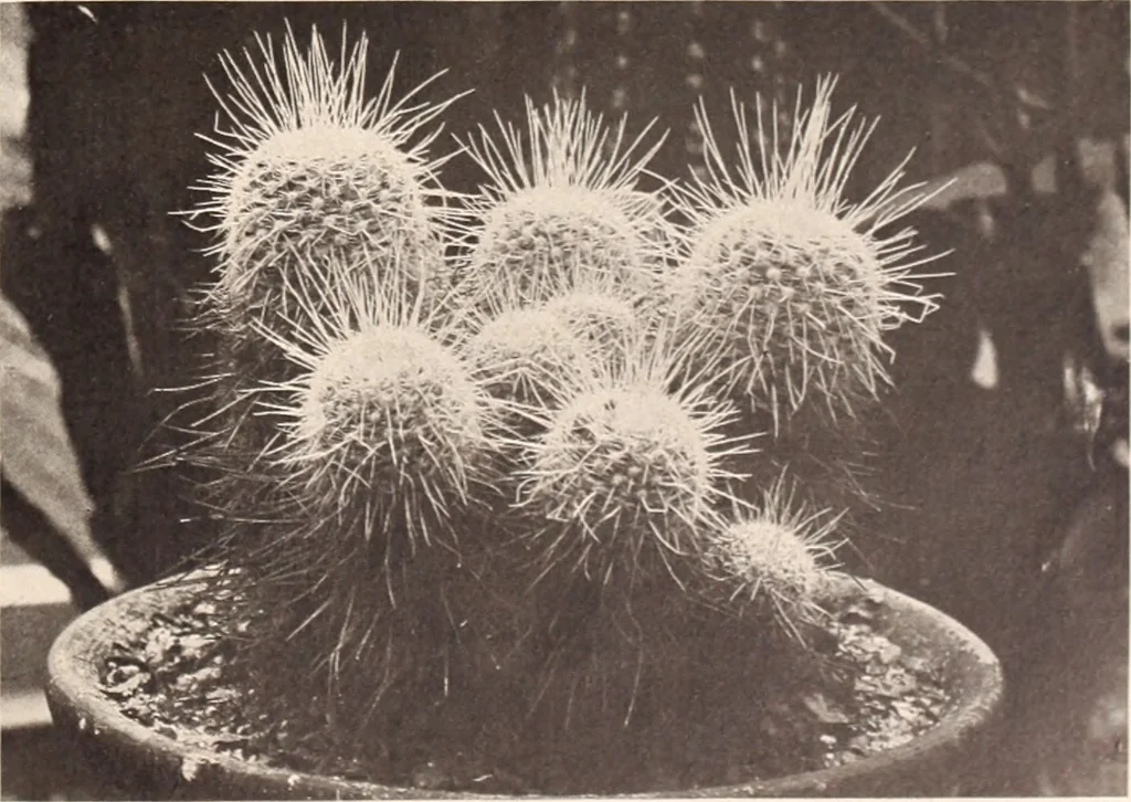 An illustration from American homes and gardens, 1905, leaf 414