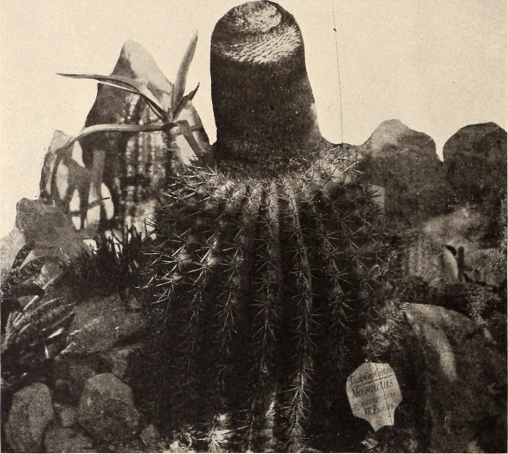 An illustration from American homes and gardens, 1905, leaf 415