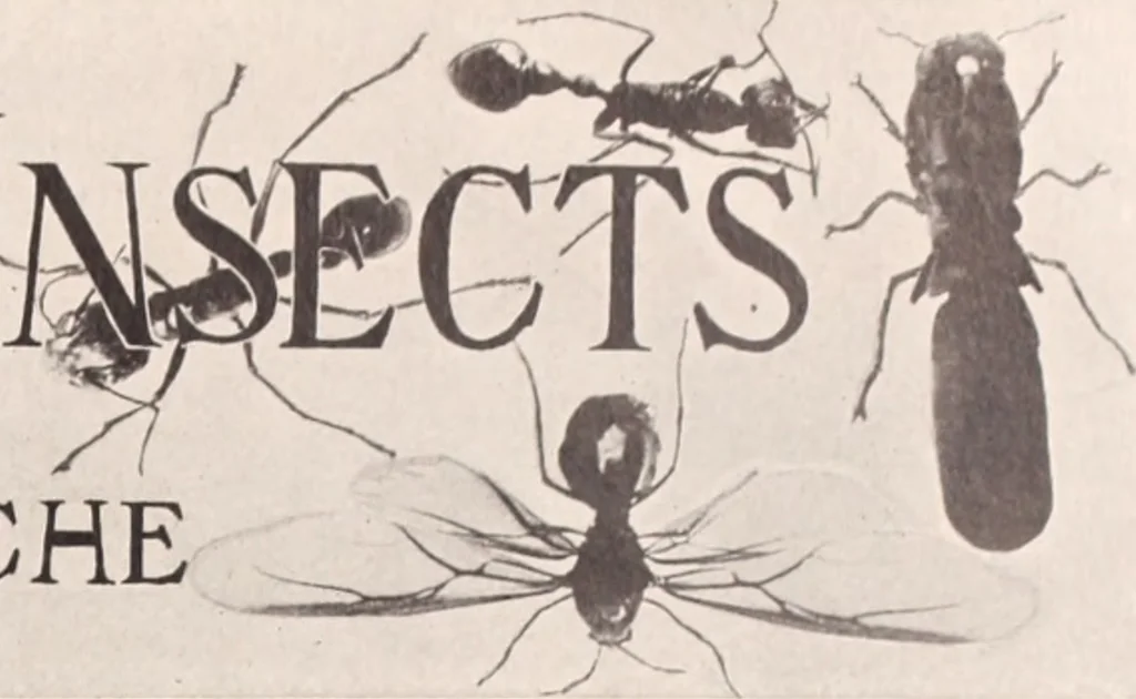 An illustration from American homes and gardens, 1905, leaf 416