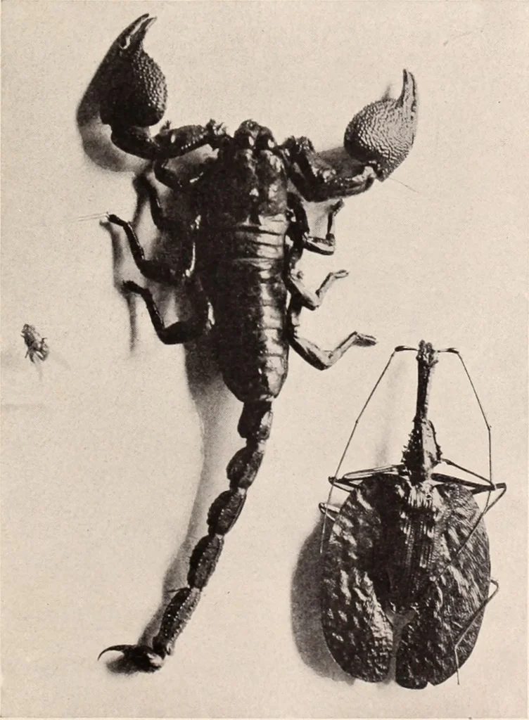 An illustration from American homes and gardens, 1905, leaf 416