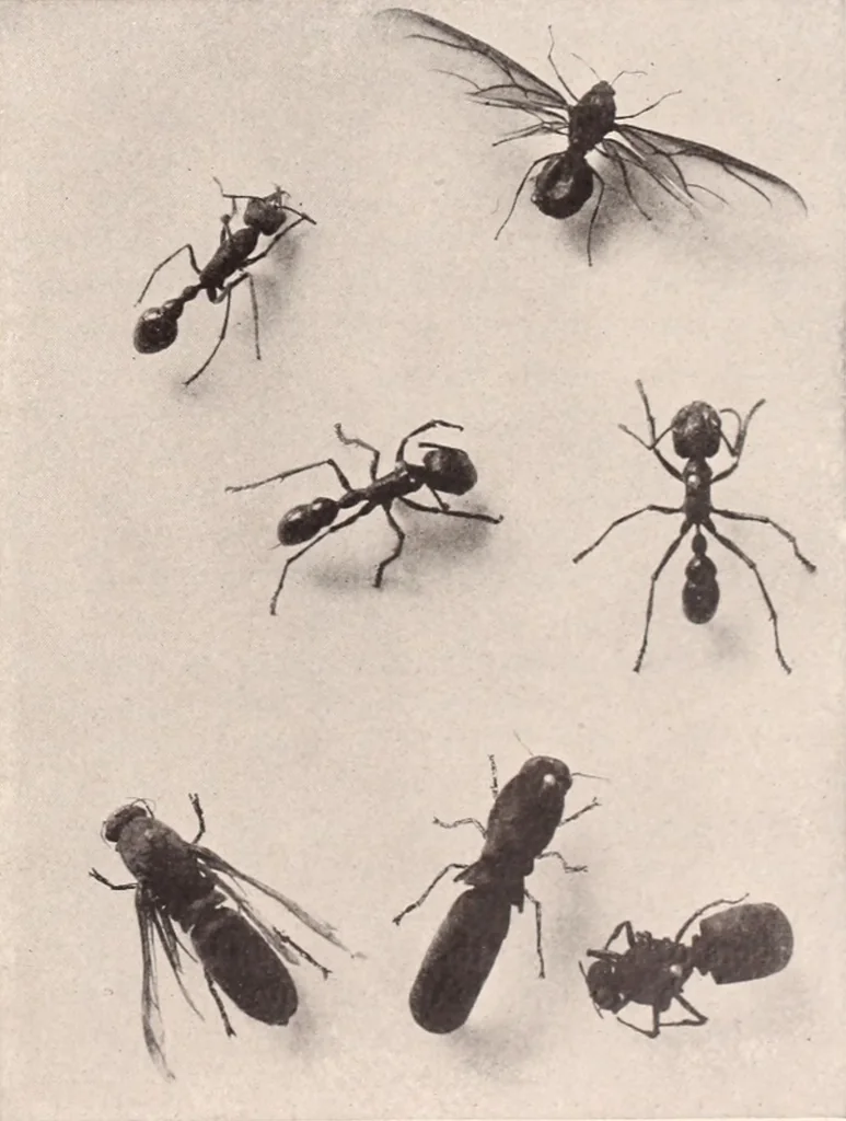 An illustration from American homes and gardens, 1905, leaf 416