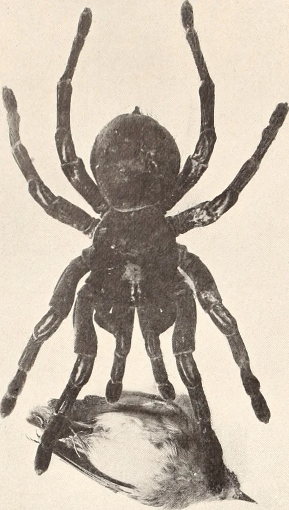 An illustration from American homes and gardens, 1905, leaf 417