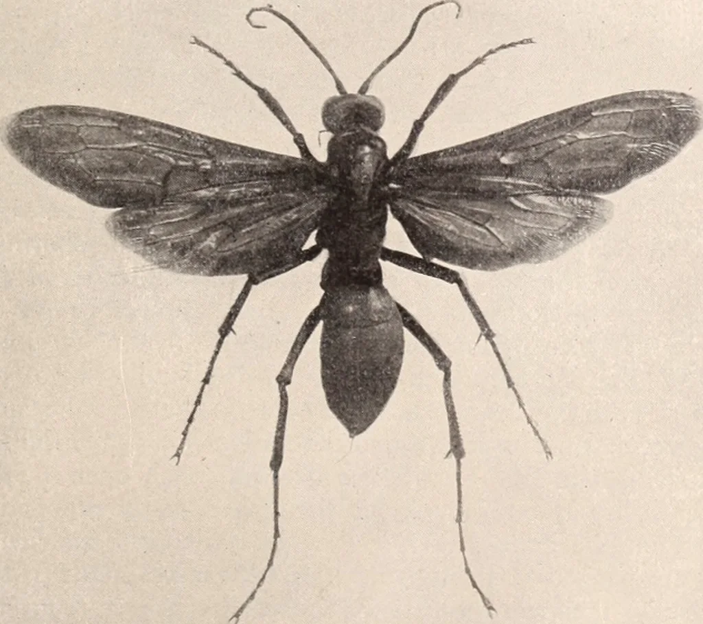 An illustration from American homes and gardens, 1905, leaf 418