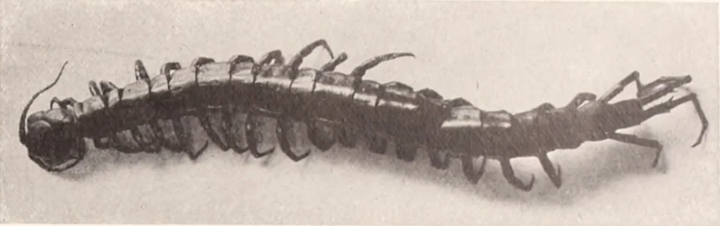 An illustration from American homes and gardens, 1905, leaf 418