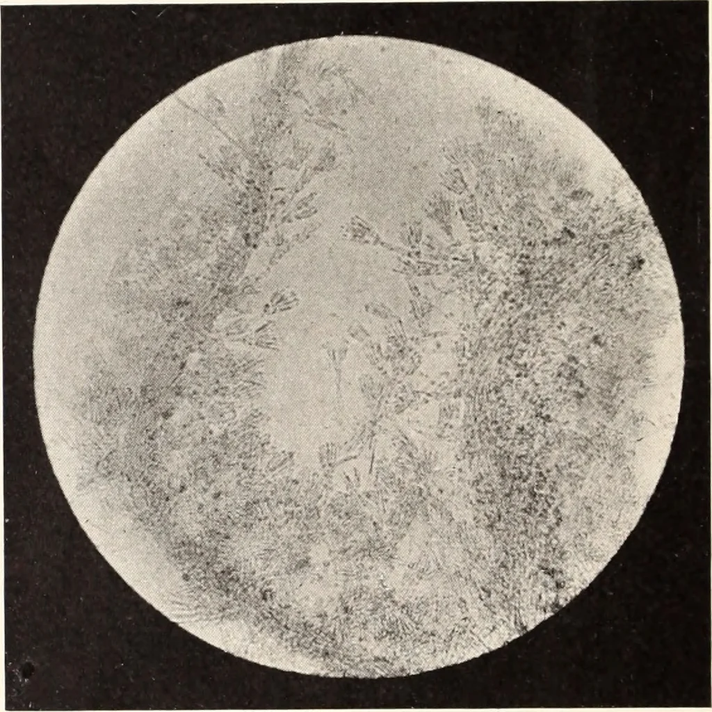 An illustration from American homes and gardens, 1905, leaf 421