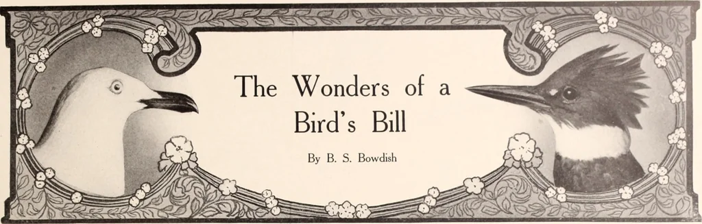 An illustration from American homes and gardens, 1905, leaf 44