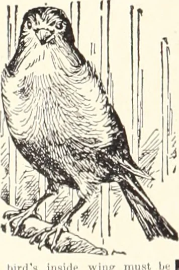 An illustration from American homes and gardens, 1905, leaf 445