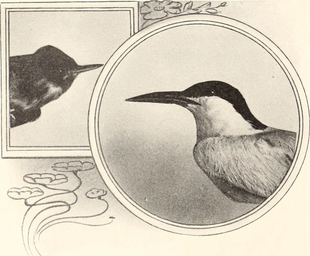 An illustration from American homes and gardens, 1905, leaf 47