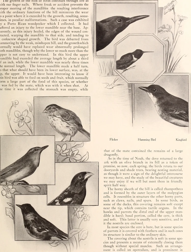 An illustration from American homes and gardens, 1905, leaf 48