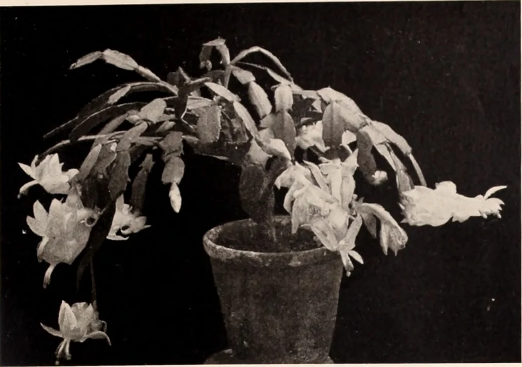An illustration from American homes and gardens, 1905, leaf 56
