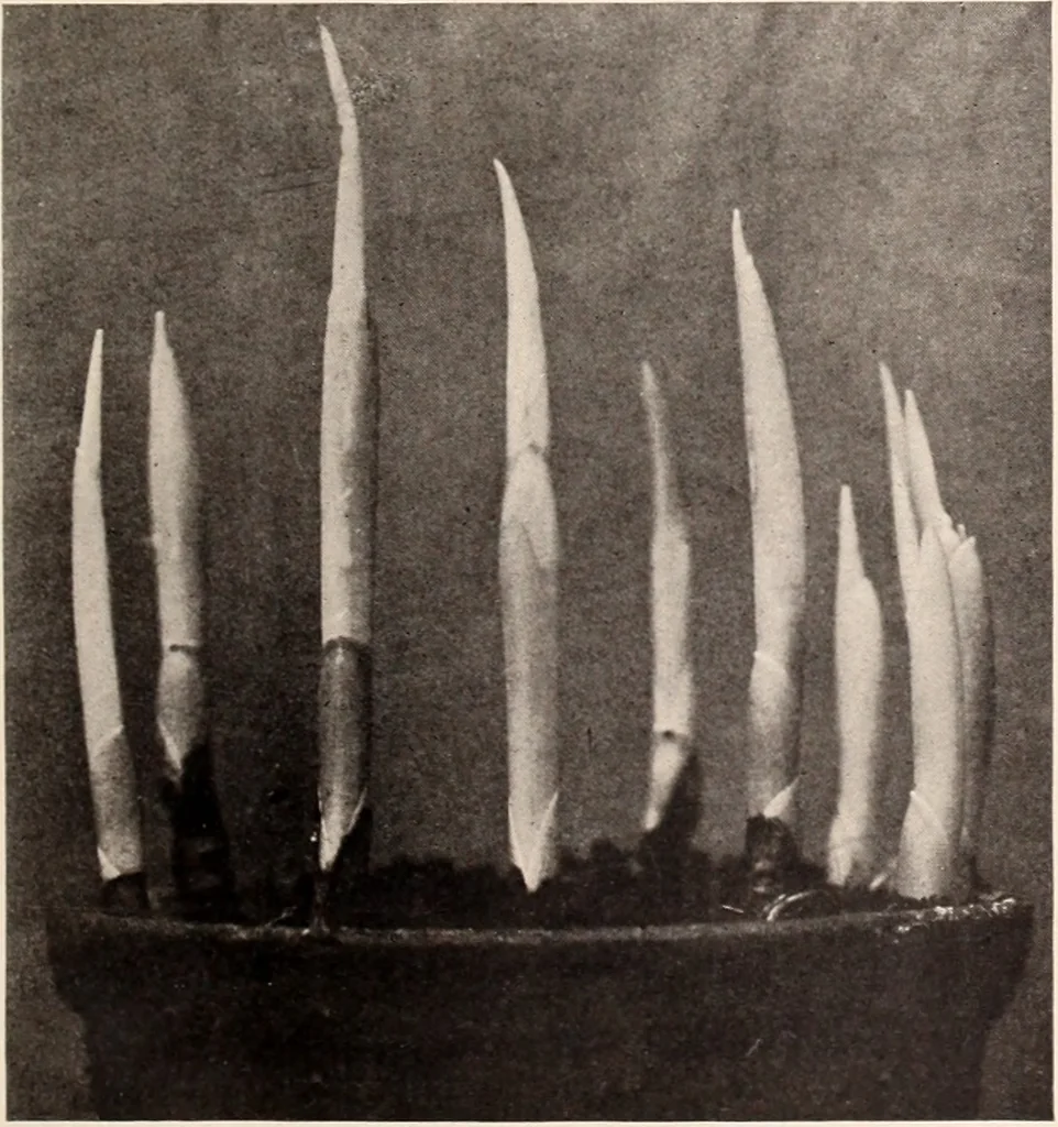 An illustration from American homes and gardens, 1905, leaf 56