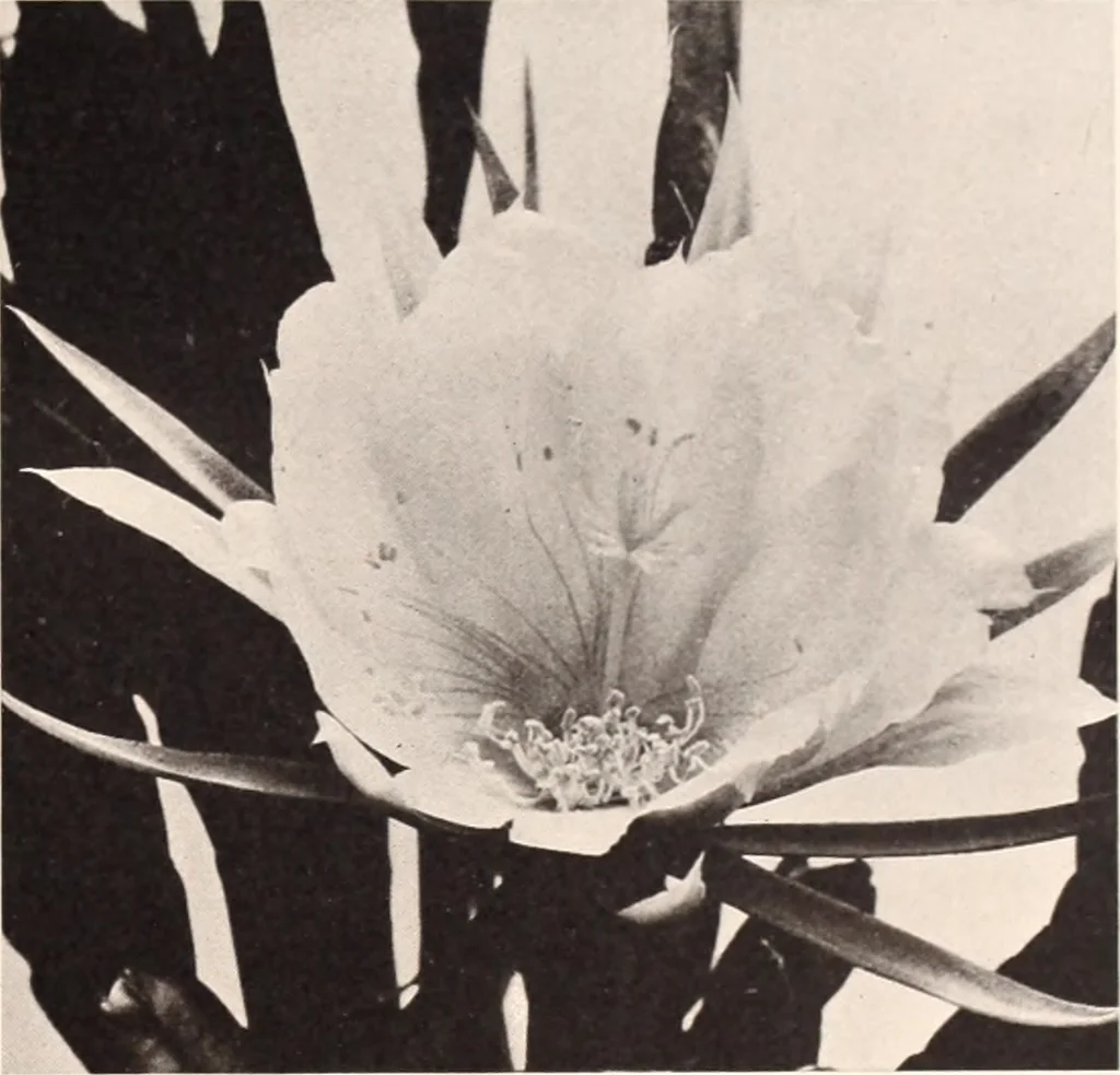An illustration from American homes and gardens, 1905, leaf 56