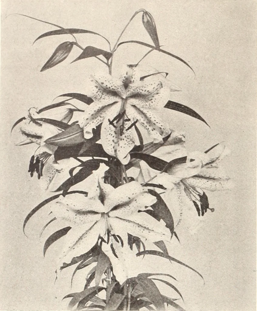 An illustration from American homes and gardens, 1905, leaf 57