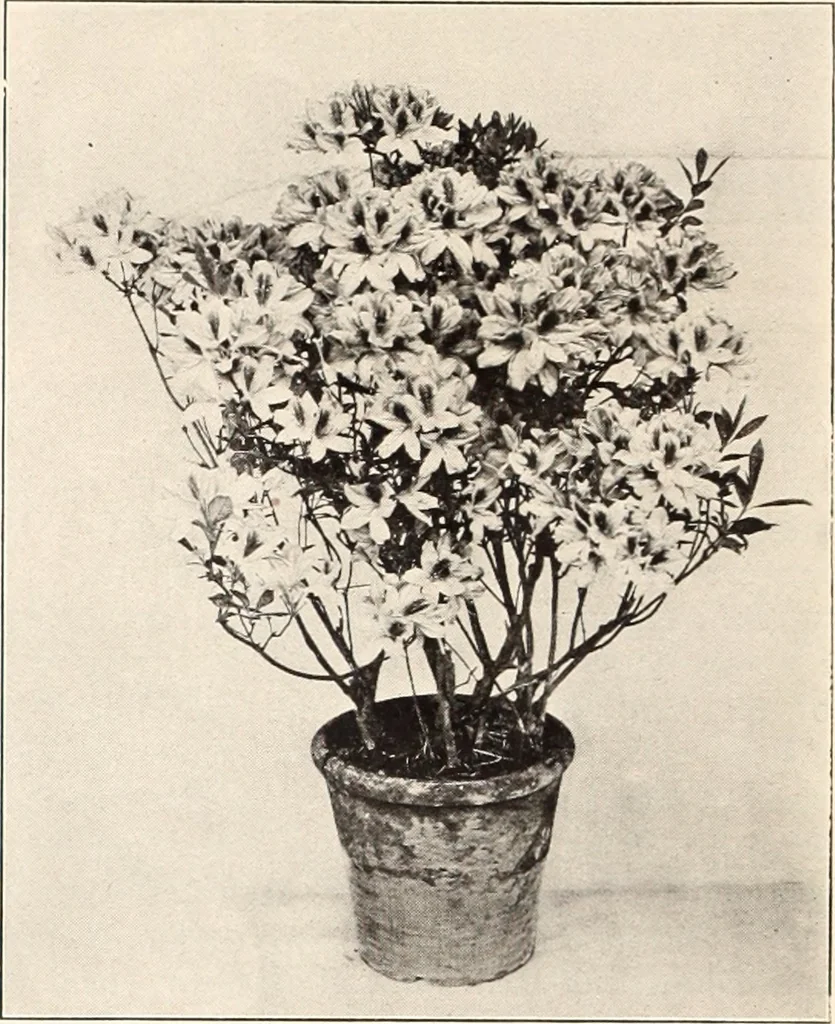 An illustration from American homes and gardens, 1905, leaf 57