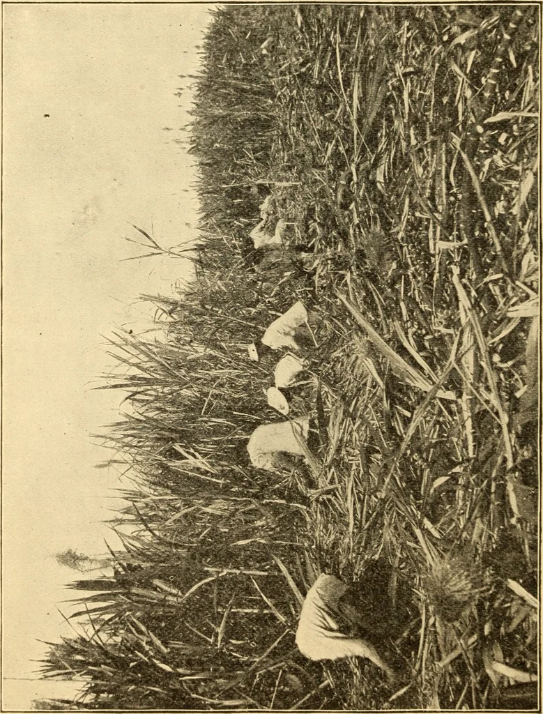 An illustration from American inventions and inventors, 1900, leaf 101