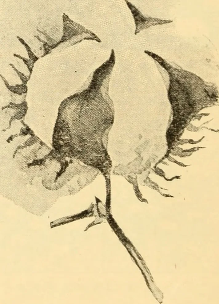 An illustration from American inventions and inventors, 1900, leaf 153