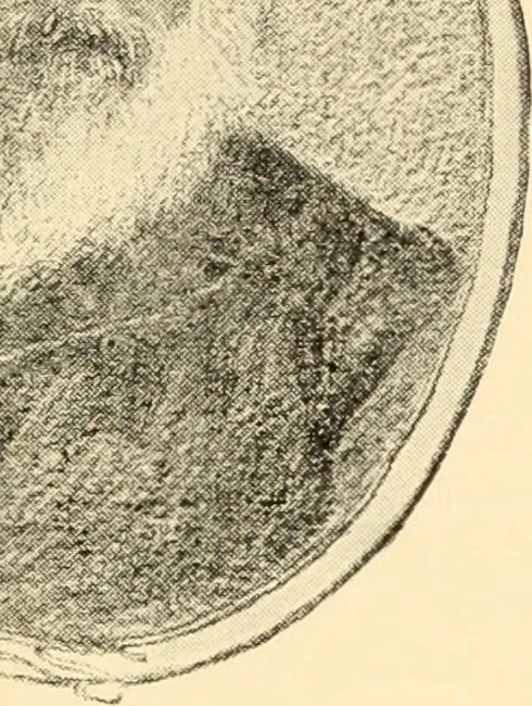 An illustration from American inventions and inventors, 1900, leaf 248