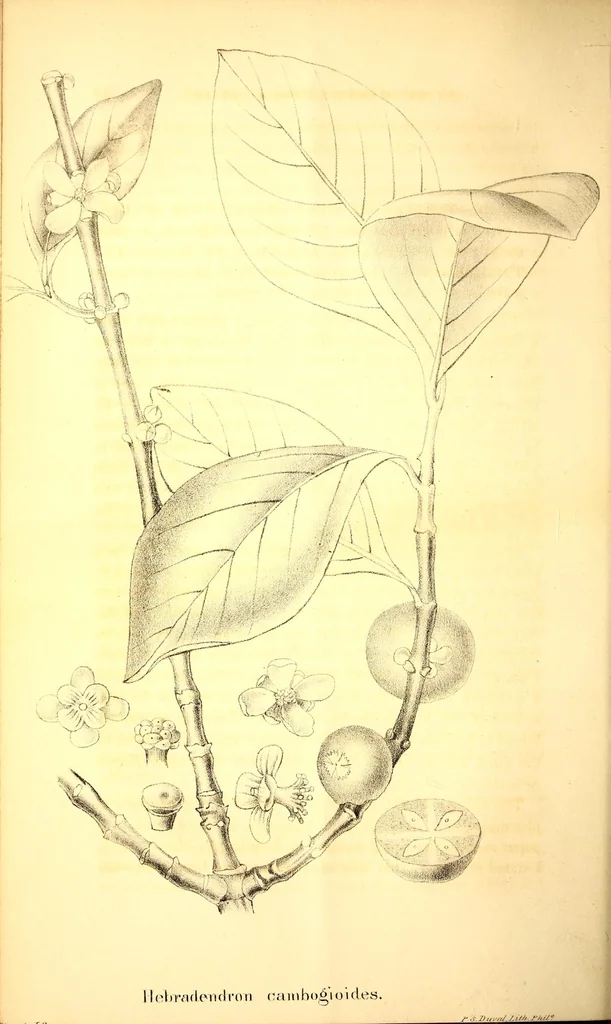 An illustration from American journal of pharmacy, 1835, leaf 34