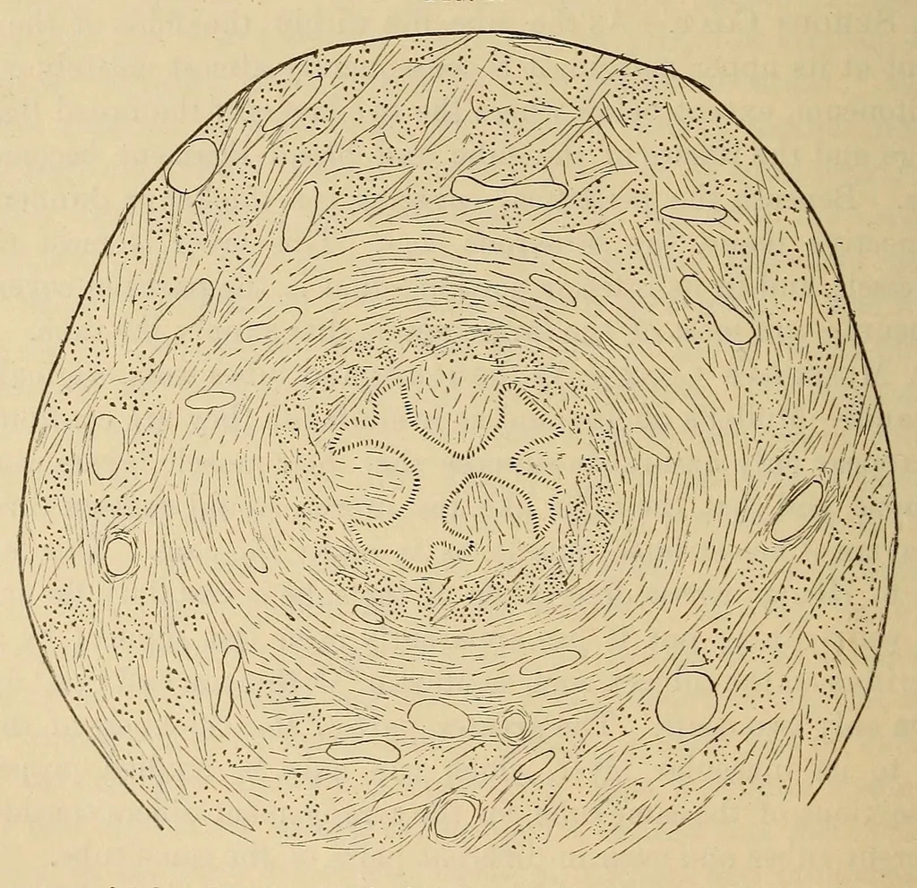 An illustration from The American journal of the medical sciences, 1827, leaf 488