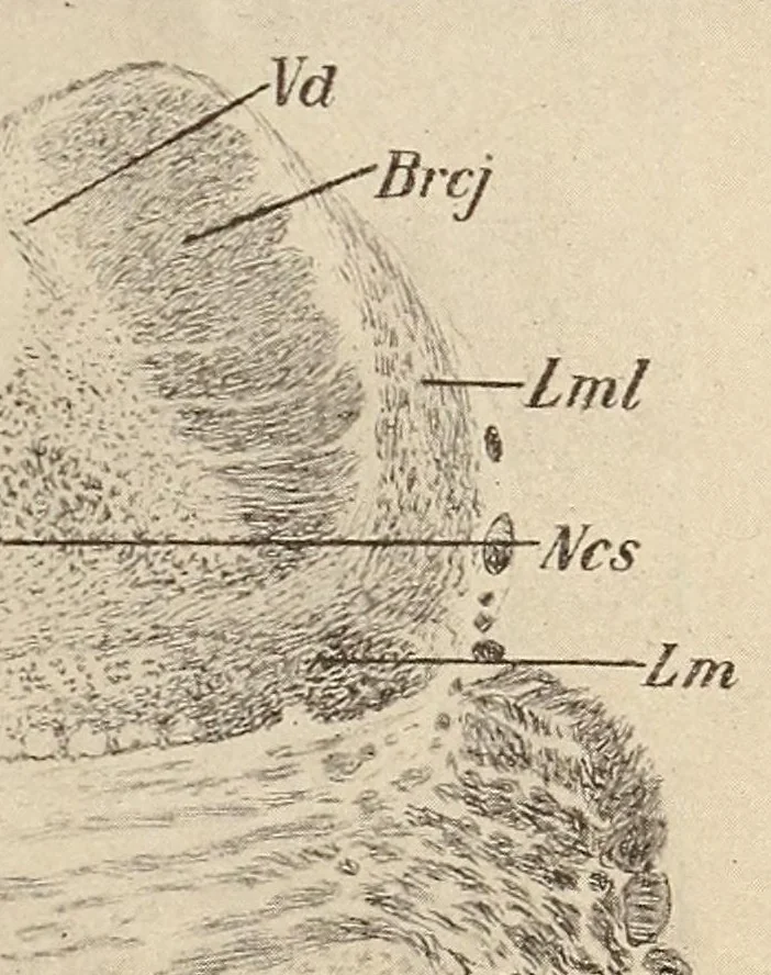 An illustration from The American journal of the medical sciences, 1827, leaf 159