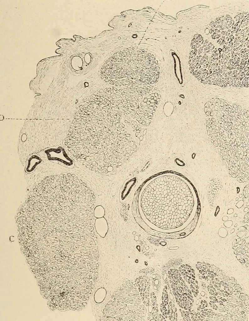 An illustration from The American journal of the medical sciences, 1827, leaf 211
