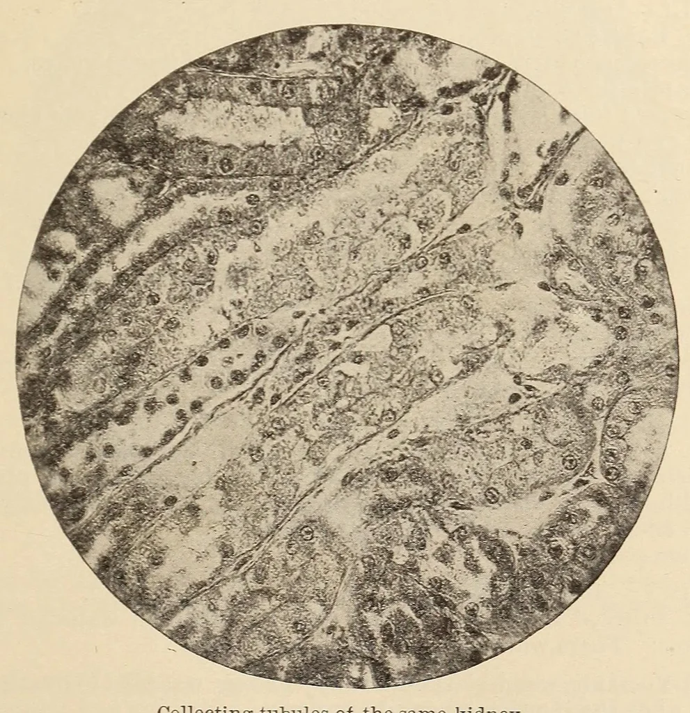 An illustration from The American journal of the medical sciences, 1827, leaf 287