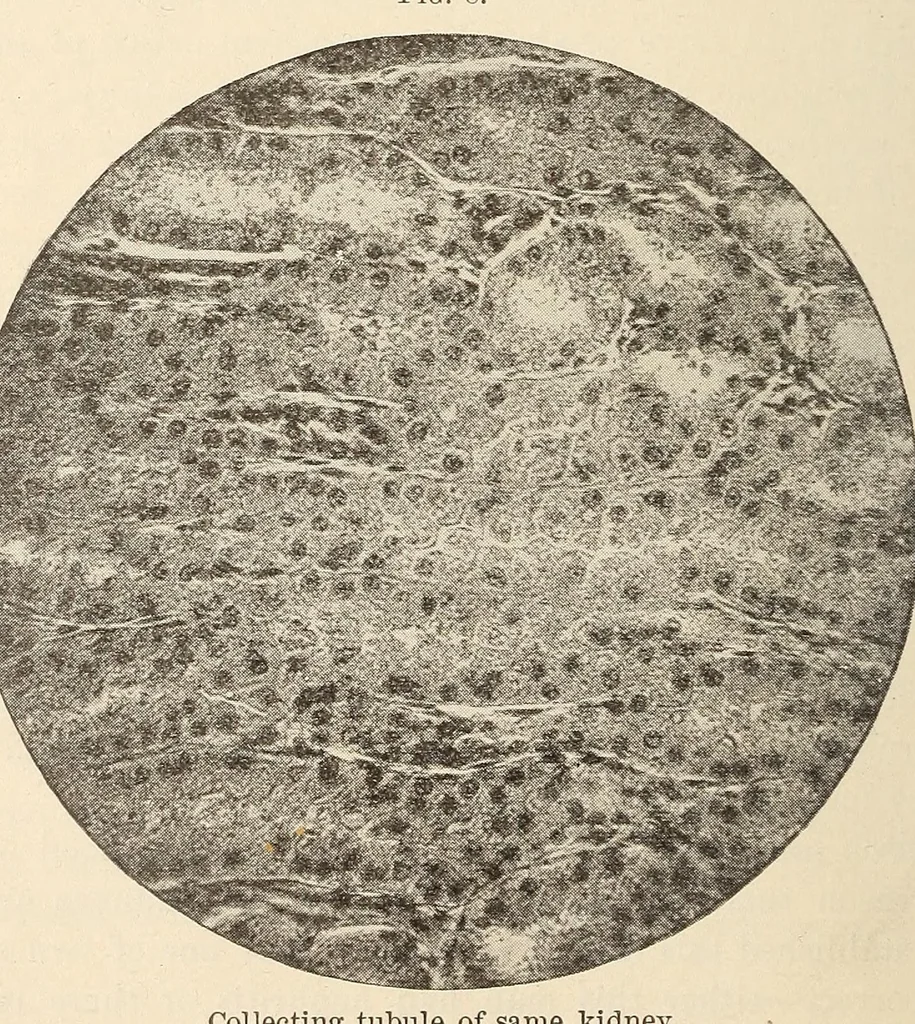 An illustration from The American journal of the medical sciences, 1827, leaf 298