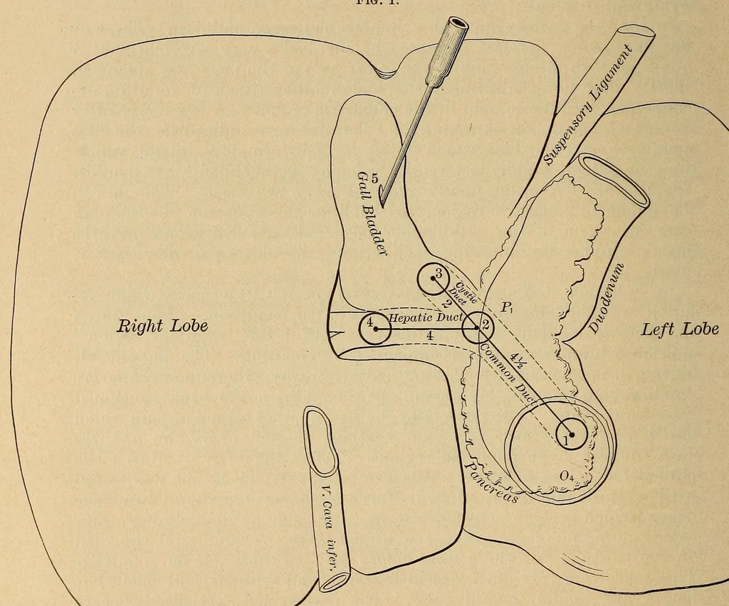 An illustration from The American journal of the medical sciences, 1827, leaf 186