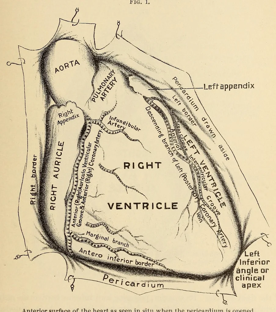 An illustration from The American journal of the medical sciences, 1827, leaf 579
