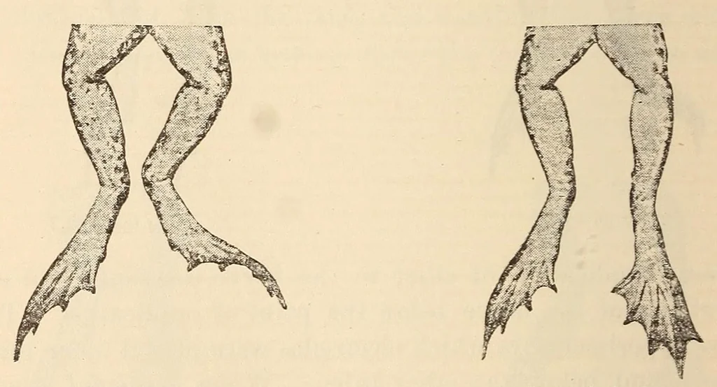 An illustration from The American journal of the medical sciences, 1827, leaf 510